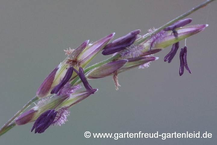 Molinia arundinacea – Rohr-Pfeifengras, Blüten