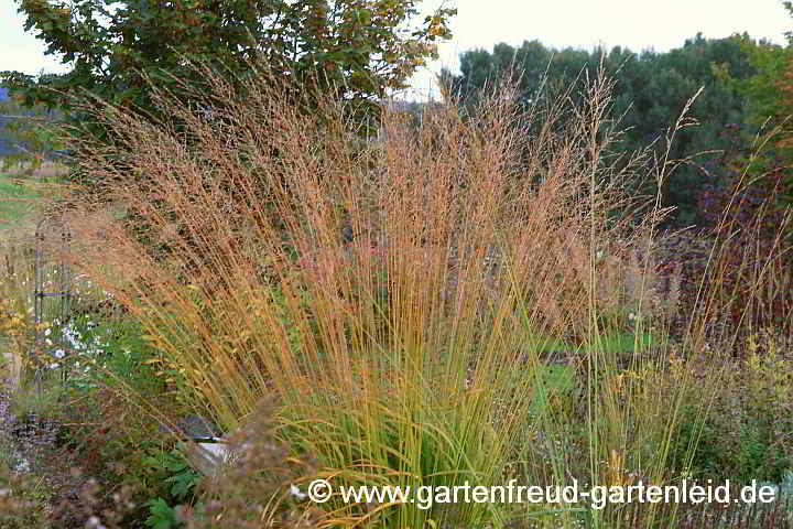 Molinia arundinacea – Rohr-Pfeifengras im Herbst