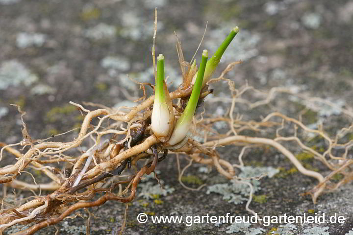 Molinia arundinacea – Rohr-Pfeifengras