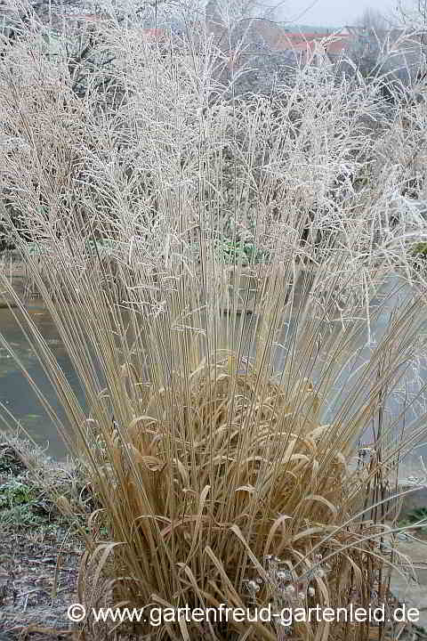 Molinia arundinacea – Rohr-Pfeifengras