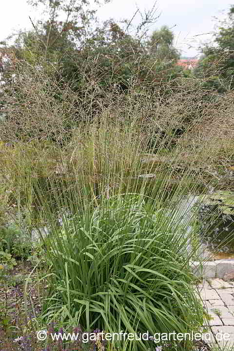 Molinia arundinacea – Rohr-Pfeifengras