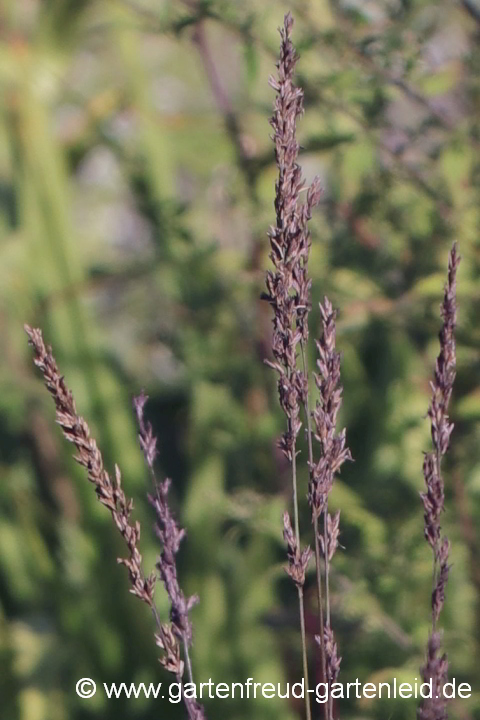 Molinia caerulea 'Moorhexe' – Blaues Pfeifengras, Blütenstände