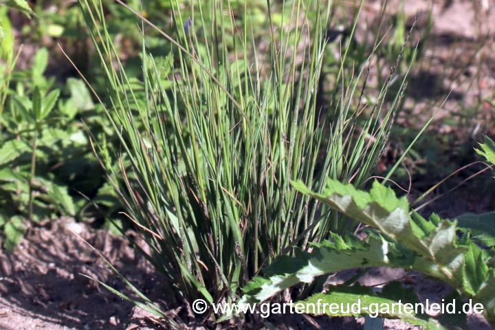 Molinia caerulea 'Moorhexe' – Blaues Pfeifengras, Horst