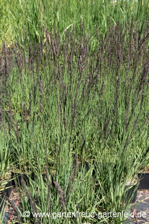 Molinia caerulea 'Moorhexe' – Blaues Pfeifengras