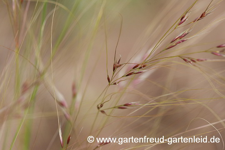 Nassella tenuissima – Zartes Federgras, Blüten