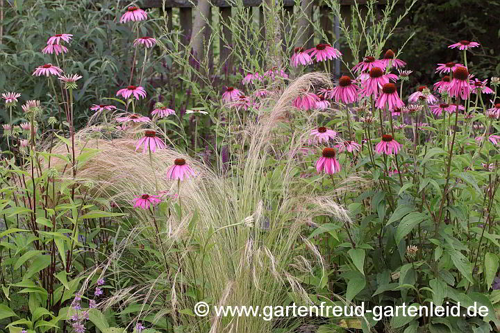 Nassella tenuissima – Zartes Federgras mit Echinacea purpurea