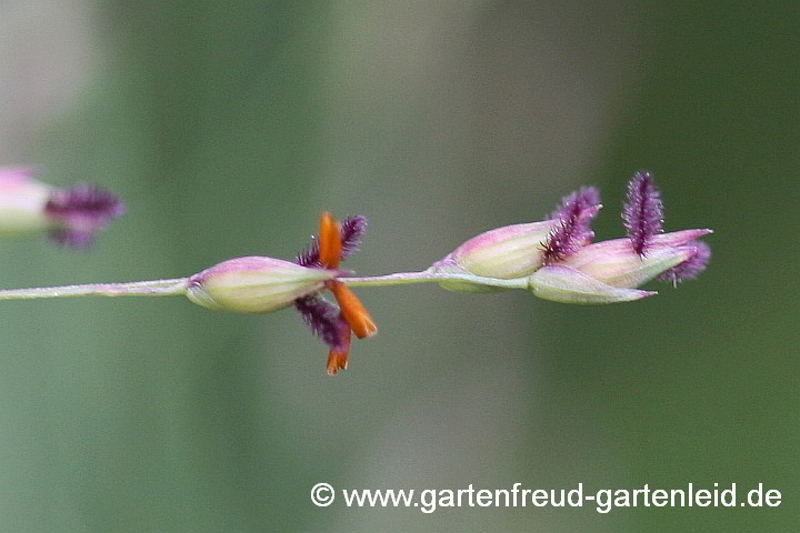 Panicum virgatum, Echte Rutenhirse – Blüten