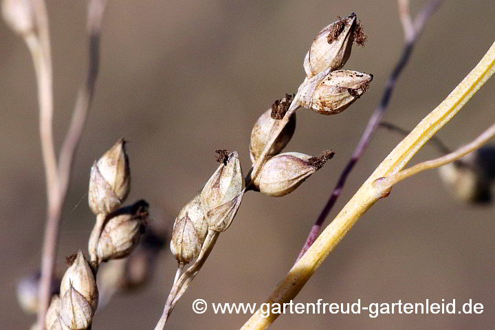 Panicum virgatum 'Heavy Metal' – Echte Rutenhirse, Samenstände