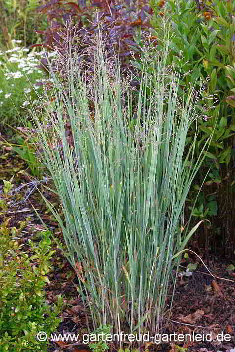 Panicum virgatum 'Heavy Metal' – Echte Rutenhirse