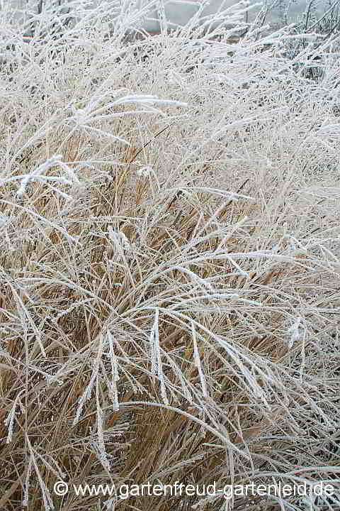 Panicum virgatum – Echte Rutenhirse