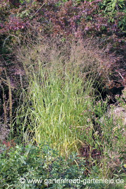 Panicum virgatum – Echte Rutenhirse