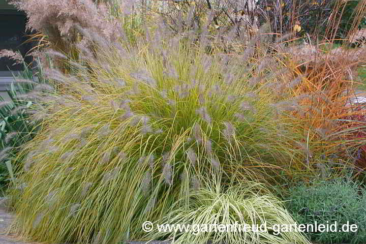 Pennisetum alopecuroides 'Hameln' – Lampenputzergras, Japanisches Federborstengras