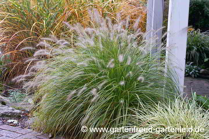 Pennisetum alopecuroides 'Hameln' – Lampenputzergras, Kängurugras