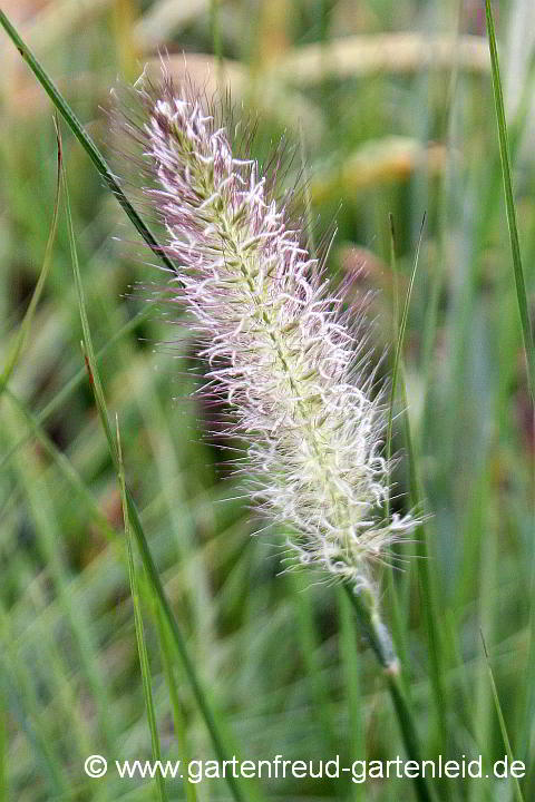 Pennisetum alopecuroides 'Hameln' – Lampenputzergras