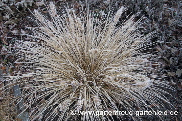 Pennisetum alopecuroides 'Hameln' – Lampenputzergras mit Raureif