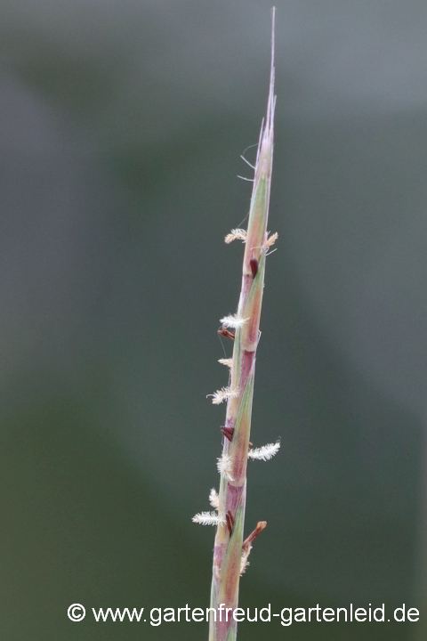 Schizachyrium scoparium – Prärie-Bartgras, Blütenstand