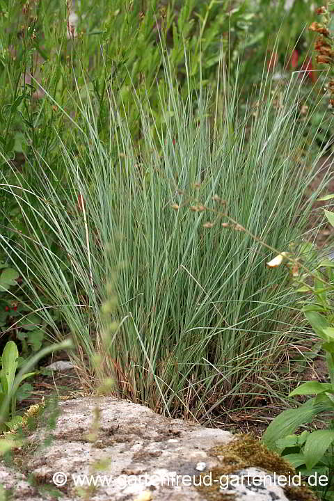 Schizachyrium scoparium – Prärie-Bartgras im Frühsommer
