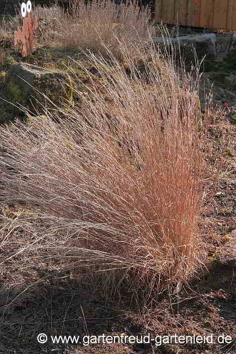 Schizachyrium scoparium – Prärie-Bartgras im März!