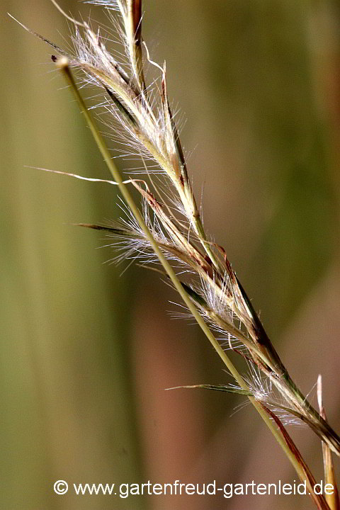 Schizachyrium scoparium – Prärie-Bartgras, Samenstände