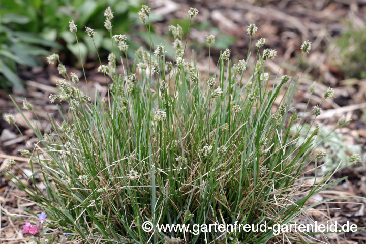 Sesleria albicans – Blaues Kopfgras, Kalk-Blaugras