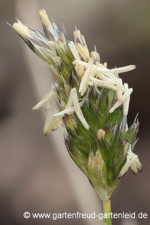 Sesleria albicans – Blaues Kopfgras, Kalk-Blaugras, Blüten