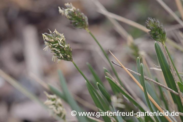 Sesleria albicans – Blaues Kopfgras, Kalk-Blaugras (Blütenstände)