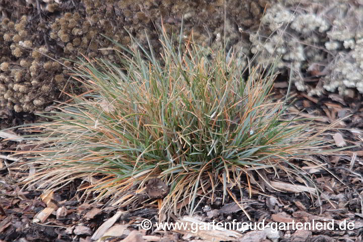 Sesleria albicans – Blaues Kopfgras, Kalk-Blaugras im Frühjahr