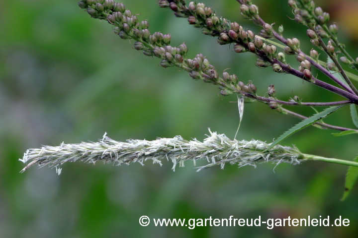 Sesleria autumnalis – Herbst-Kopfgras, Herbst-Blaugras, Blütenstand