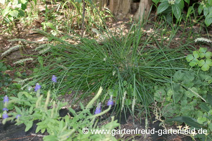 Sesleria autumnalis – Herbst-Kopfgras, Herbst-Blaugras im tiefen Schatten