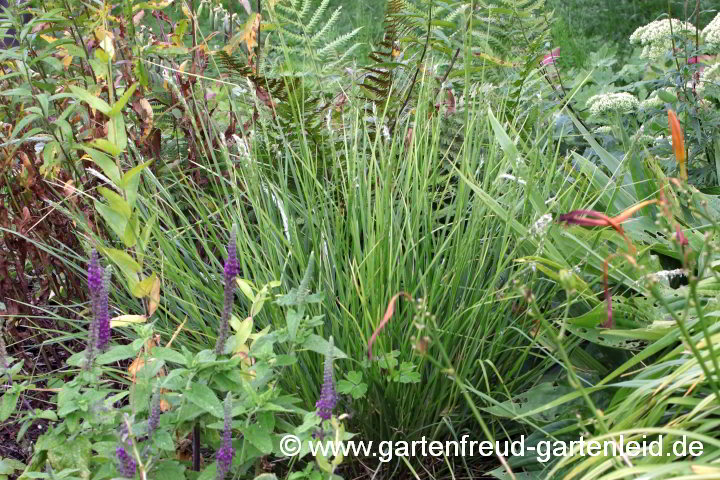 Sesleria autumnalis – Herbst-Kopfgras, Herbst-Blaugras