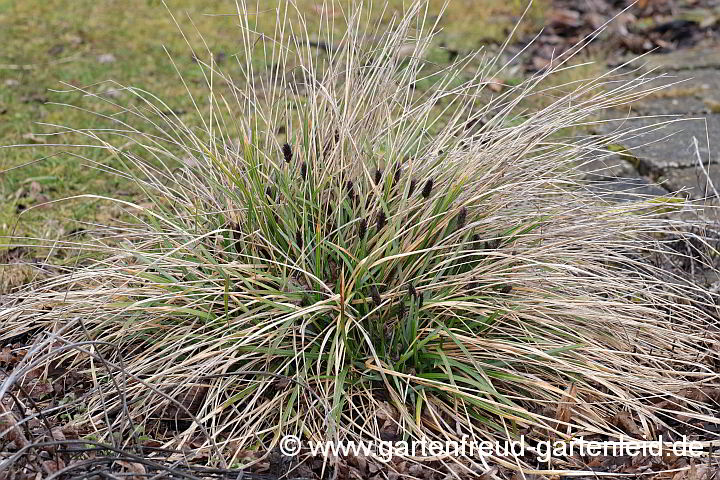 Sesleria heufleriana – Grünes Kopfgras, Blüten
