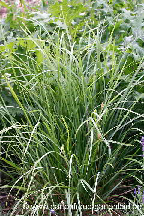 Sesleria heufleriana – Grünes Kopfgras