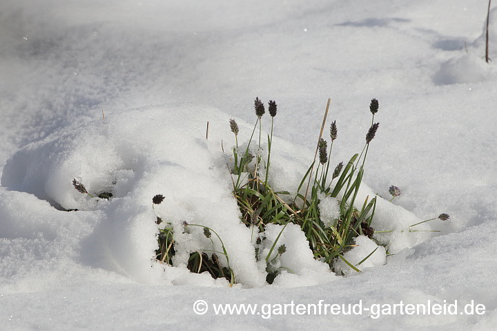 Sesleria heufleriana – Grünes Kopfgras im Schnee