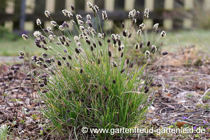 Sesleria heufleriana – Grünes Kopfgras