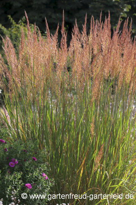 Sorghastrum nutans – Goldbartgras