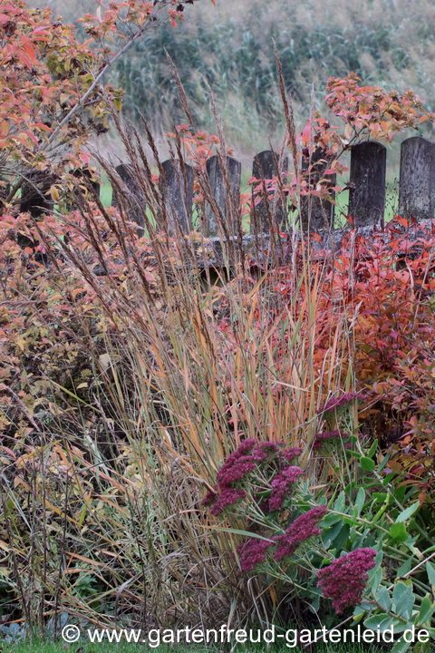 Sorghastrum nutans – Goldbartgras, Gelbes Indianergras im Herbst Sorghastrum nutans – Goldbartgras, Gelbes Indianergras im Herbst