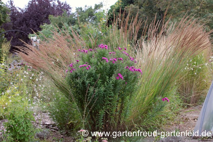 Sorghastrum nutans mit Symphyotrichum novae-angliae – Goldbartgras mit Neuengland-Aster Sorghastrum nutans mit Symphyotrichum novae-angliae – Goldbartgras mit Neuengland-Aster