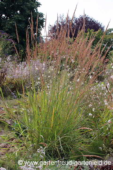 Sorghastrum nutans – Goldbartgras