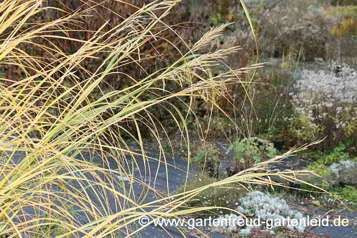 Spartina pectinata 'Aureomarginata' – Goldleistengras