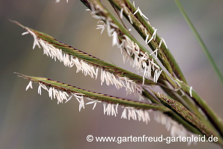 Spartina pectinata 'Aureomarginata' – Goldleistengras, Blüten