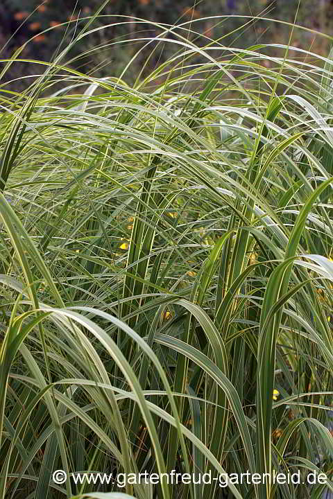 Spartina pectinata 'Aureomarginata' – Goldleistengras, Laub