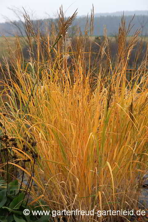 Spartina pectinata 'Aureomarginata' – Goldleistengras im Herbst