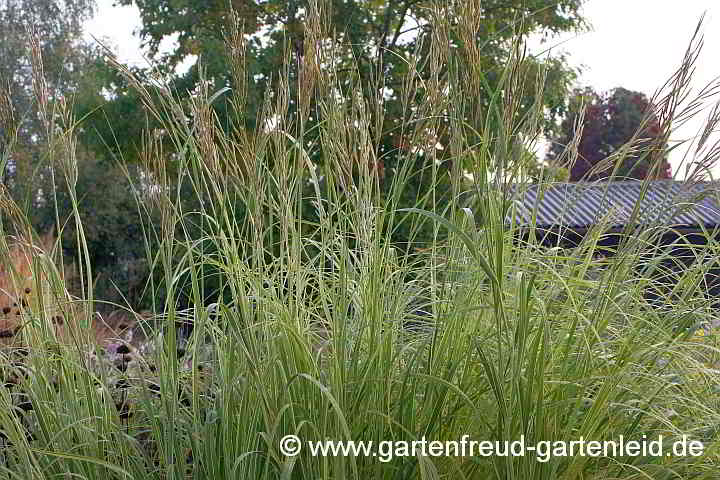 Spartina pectinata 'Aureomarginata' – Goldleistengras