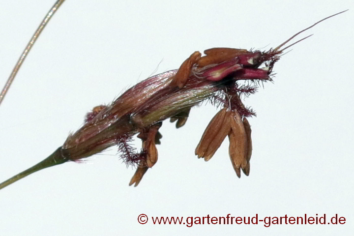 Spodiopogon sibiricus (Zotten-Raugras, Graubartgras) – Blüten
