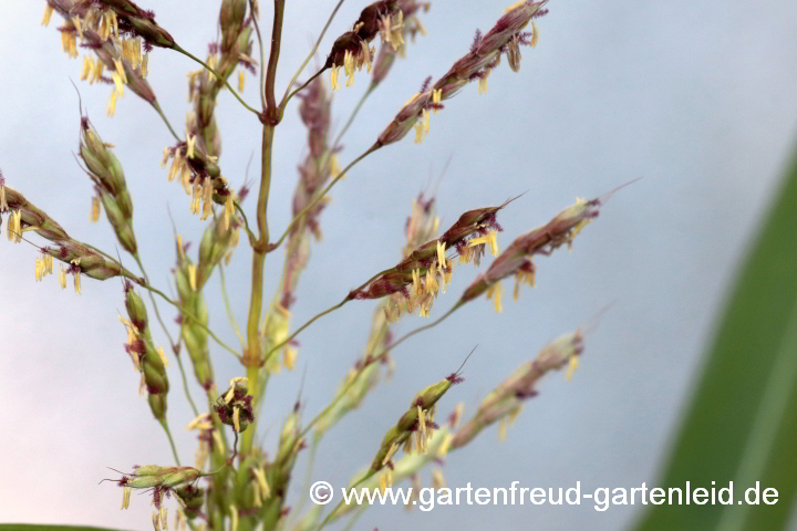 Spodiopogon sibiricus (Zotten-Raugras, Graubartgras) – Blütenstände
