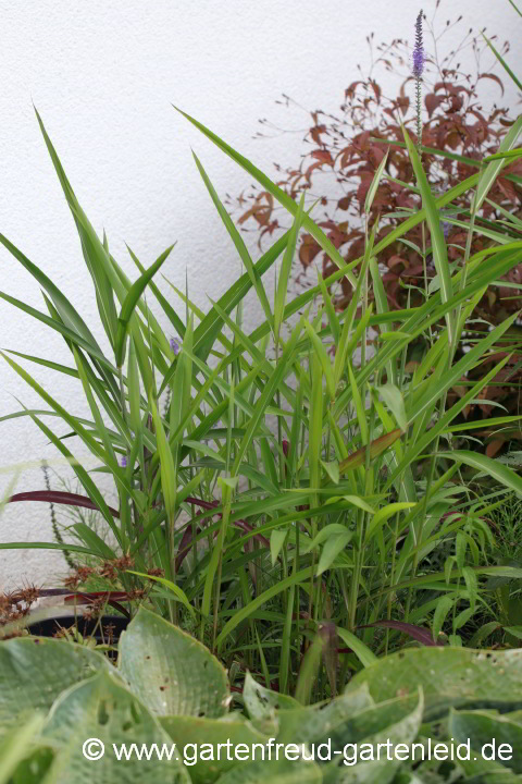 Spodiopogon sibiricus – Zotten-Raugras, Graubartgras