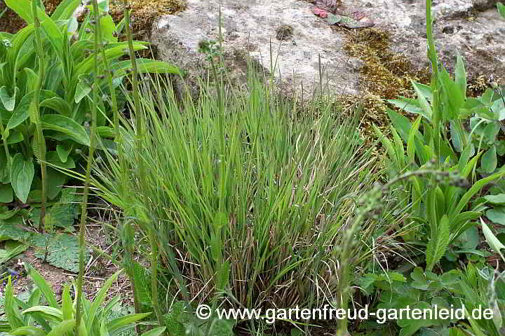 Sporobolus heterolepis – Tautropfengras, Fallsamengras, Austrieb