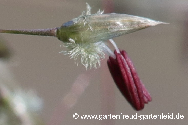 Sporobolus heterolepis – Tautropfengras, Fallsamengras, Blüte