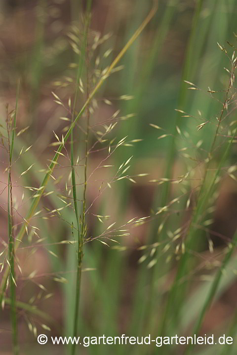 Sporobolus heterolepis – Tautropfengras, Fallsamengras, Blütenstände