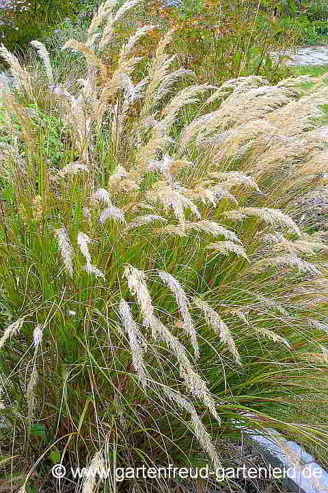 Stipa calamagrostis – Silberährengras, Alpen-Raugras